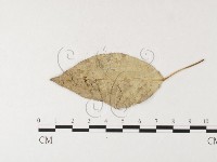 登錄號:F0026269藏品圖，第1張