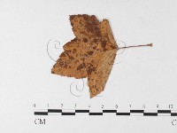 登錄號:F0026270藏品圖，第4張