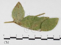 登錄號:F0026272藏品圖，第1張