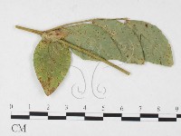登錄號:F0026272藏品圖，第3張