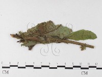 登錄號:F0026273藏品圖，第1張