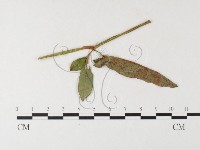 登錄號:F0026274藏品圖，第1張