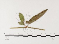 登錄號:F0026274藏品圖，第4張