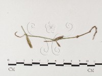 登錄號:F0026276藏品圖，第1張
