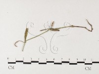 登錄號:F0026276藏品圖，第4張