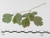 登錄號:F0026277藏品圖，第4張