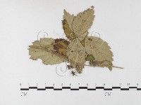 登錄號:F0026278藏品圖，第4張