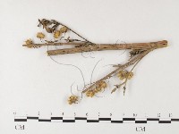 登錄號:F0026280藏品圖，第1張