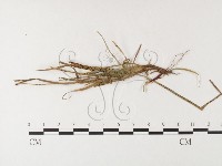 登錄號:F0026282藏品圖，第1張