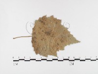 登錄號:F0026283藏品圖，第1張