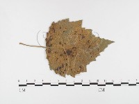 登錄號:F0026283藏品圖，第4張