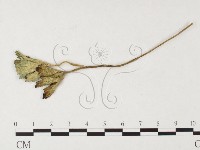 登錄號:F0026286藏品圖，第1張