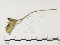 登錄號:F0026286藏品圖，第4張