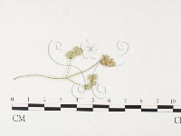 登錄號:F0026288藏品圖，第1張