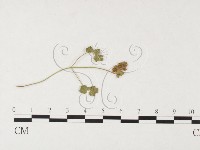 登錄號:F0026288藏品圖，第4張