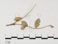 登錄號:F0026289藏品圖，第1張