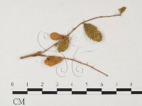 登錄號:F0026289藏品圖，第4張