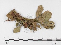 登錄號:F0026290藏品圖，第1張