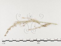 登錄號:F0026291藏品圖，第3張