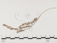 登錄號:F0026292藏品圖，第1張