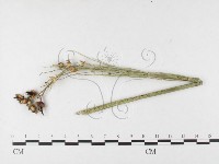 登錄號:F0026293藏品圖，第1張