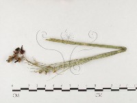 登錄號:F0026293藏品圖，第4張