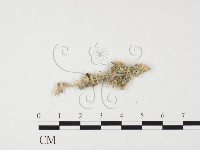 登錄號:F0026294藏品圖，第4張