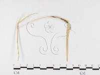 登錄號:F0026295藏品圖，第1張