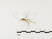 登錄號:F0026296藏品圖，第1張