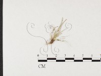 登錄號:F0026296藏品圖，第4張