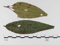 登錄號:F0026300藏品圖，第1張