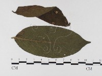 登錄號:F0026301藏品圖，第1張