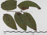 登錄號:F0026303藏品圖，第1張