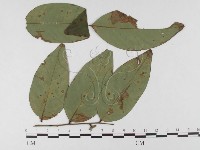 登錄號:F0026303藏品圖，第4張