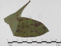 登錄號:F0026304藏品圖，第1張