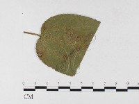 登錄號:F0026306藏品圖，第1張