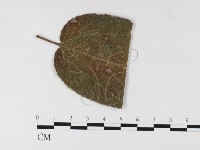 登錄號:F0026306藏品圖，第4張