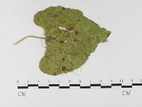 登錄號:F0026307藏品圖，第1張