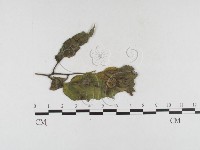 登錄號:F0026308藏品圖，第1張