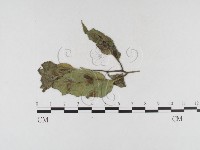 登錄號:F0026308藏品圖，第4張