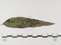 登錄號:F0026311藏品圖，第1張