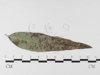 登錄號:F0026311藏品圖，第4張