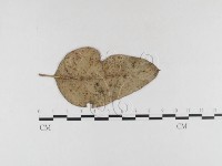 登錄號:F0026312藏品圖，第4張