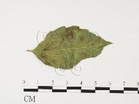 登錄號:F0026313藏品圖，第1張