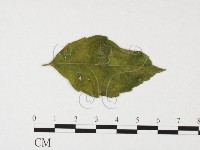 登錄號:F0026313藏品圖，第4張