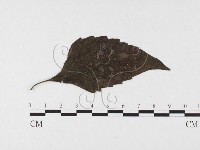 登錄號:F0026314藏品圖，第1張