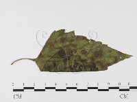 登錄號:F0026315藏品圖，第1張