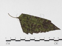 登錄號:F0026315藏品圖，第4張