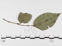 登錄號:F0026317藏品圖，第1張