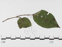 登錄號:F0026317藏品圖，第4張